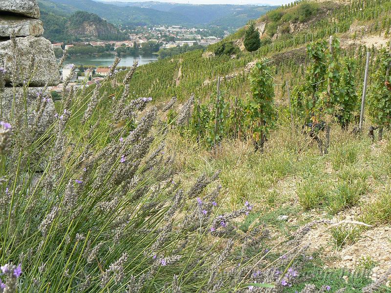 Lavender, Hermitage vineyards P1140007.JPG